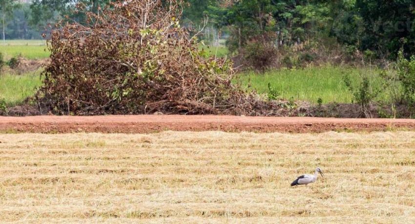 Over 30,000 acres of rice fields destroyed